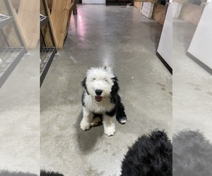 Old English Sheepdog Puppy for sale in MESICK, MI, USA