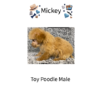 Image preview for Ad Listing. Nickname: Mickey
