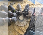 Small #1 French Bulldog