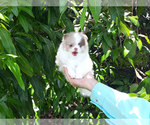 Small Photo #27 Pomeranian Puppy For Sale in WEST PALM BEACH, FL, USA