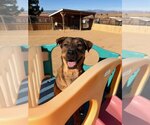 Small #4 German Shepherd Dog Mix