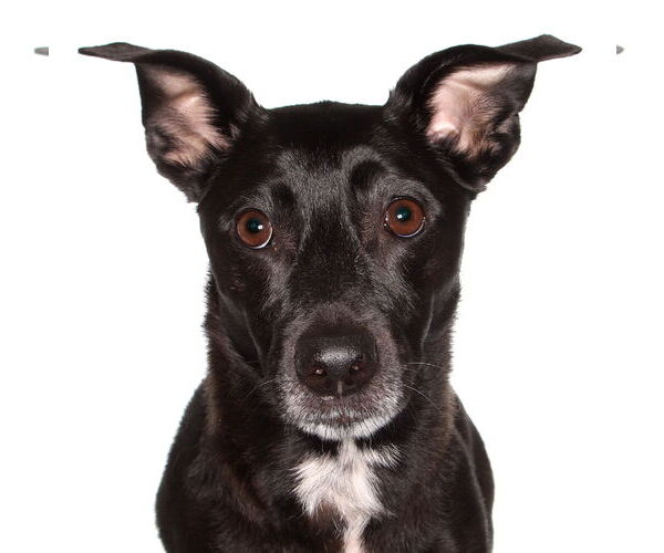 Medium Photo #1 Mutt Puppy For Sale in Oakland Park, FL, USA