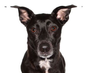 Mutt Dogs for adoption in Oakland Park, FL, USA