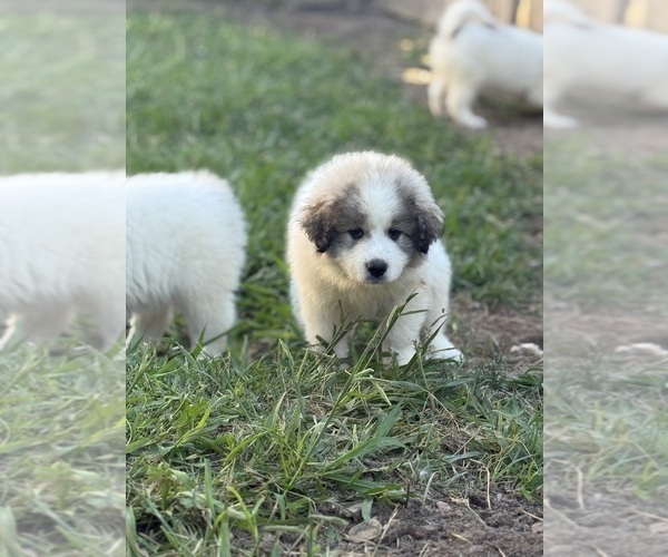 Medium Photo #10 Great Pyrenees Puppy For Sale in SAN DIEGO, CA, USA