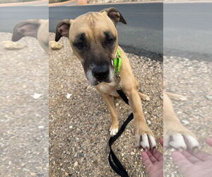 BEANS #2 - Male Boxer-Unknown Mix Dog for Adoption - Photo #2