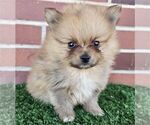 Small #5 Pomeranian