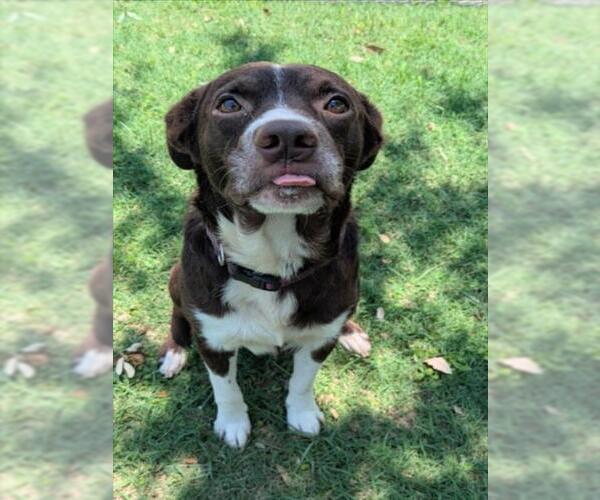 Medium Photo #1 Border Collie-Unknown Mix Puppy For Sale in Texas City, TX, USA