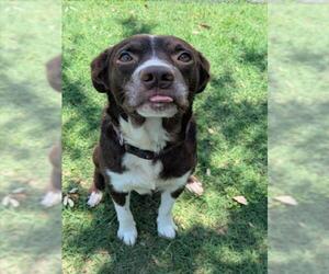 Border Collie-Unknown Mix Dogs for adoption in Texas City, TX, USA