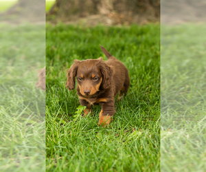 Dachshund Puppy for sale in BREMEN, IN, USA
