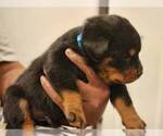 Small Photo #6 Rottweiler Puppy For Sale in PHILADELPHIA, PA, USA