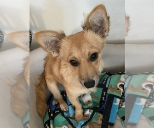 Chiweenie Dogs for adoption in KETTLE FALLS, WA, USA
