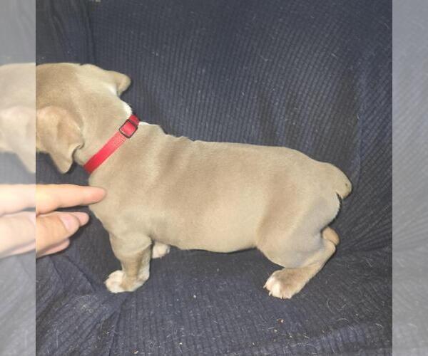 Medium Photo #10 Olde English Bulldogge Puppy For Sale in HAMLER, OH, USA
