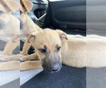Small Black Mouth Cur