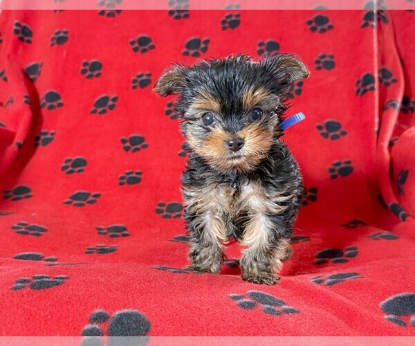 Medium Photo #1 Yorkshire Terrier Puppy For Sale in HARTSELLE, AL, USA