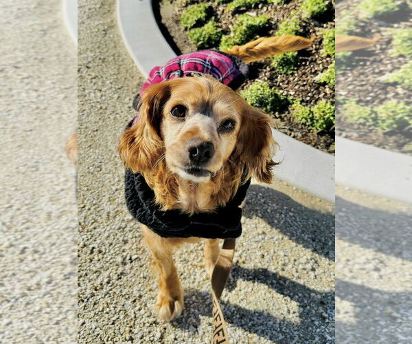 Medium Photo #1 Cocker Spaniel Puppy For Sale in Sherman Oaks, CA, USA