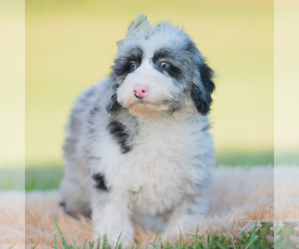 Medium Photo #5 Goldendoodle (Miniature) Puppy For Sale in WARSAW, IN, USA