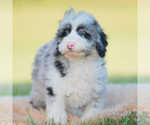 Small Photo #34 Goldendoodle (Miniature) Puppy For Sale in WARSAW, IN, USA