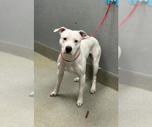 Mutt Dogs for adoption in Las Vegas, NV, USA