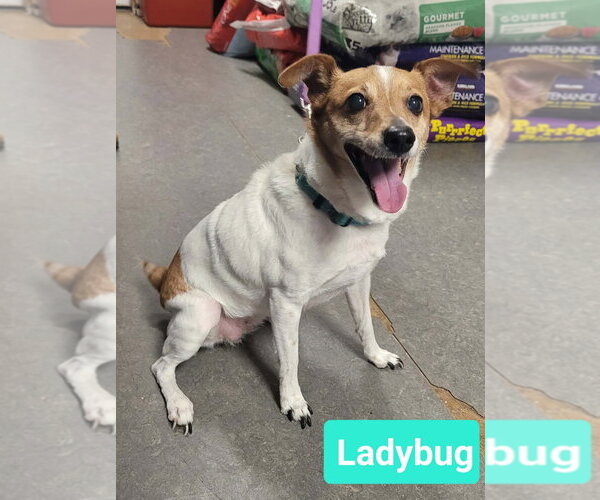 Medium Photo #1 Jack Russell Terrier Puppy For Sale in Richmond, IN, USA