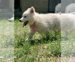Small Photo #19 German Shepherd Dog Puppy For Sale in WASHINGTON, NJ, USA