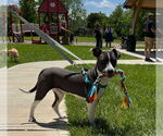 Small American Pit Bull Terrier Mix