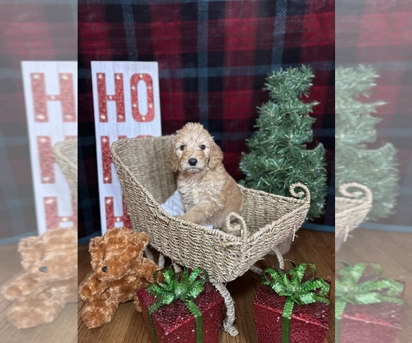 Medium Photo #14 Goldendoodle Puppy For Sale in OXFORD, GA, USA