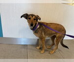Small German Shepherd Dog Mix