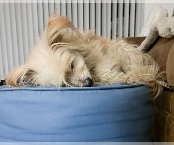 Medium Photo #6 Maltese-Unknown Mix Puppy For Sale in Corona, CA, USA