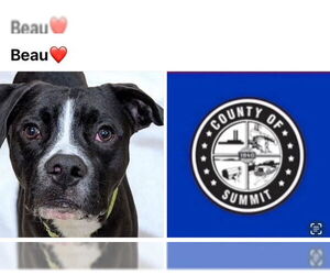Boxer-Unknown Mix Dogs for adoption in Akron, OH, USA