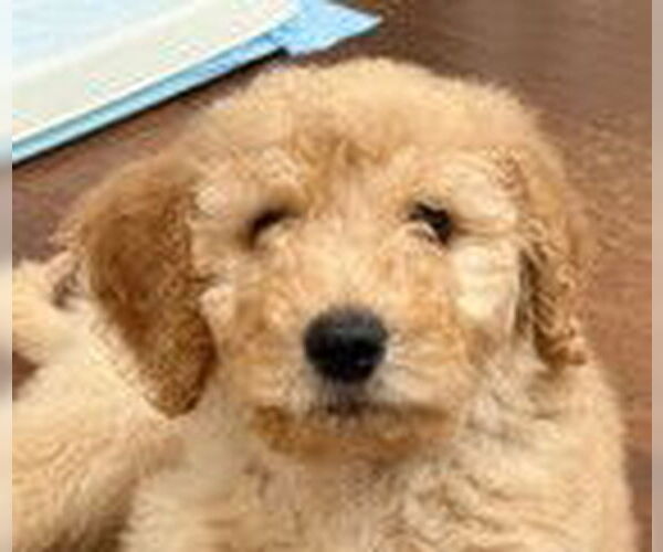 Medium Photo #2 Golden Retriever Puppy For Sale in Fremont, CA, USA