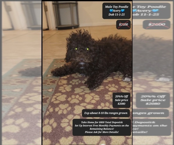 Medium Photo #1 Poodle (Toy) Puppy For Sale in TUCSON, AZ, USA