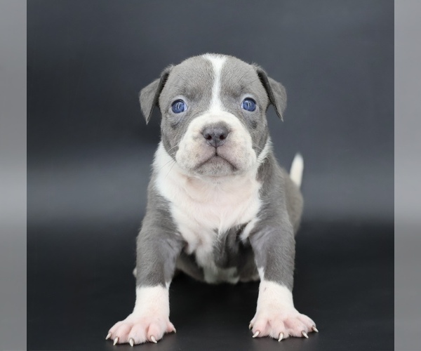Medium Photo #1 American Bully Puppy For Sale in CHAMPAIGN, IL, USA