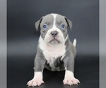 Small American Bully