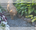 Small Photo #3 Labradoodle Puppy For Sale in GREENWOOD, WI, USA