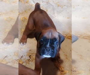 Boxer Puppy for sale in LOWELL, MA, USA