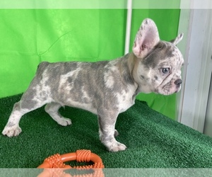 Medium French Bulldog