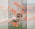 Small #9 Golden Retriever