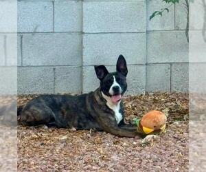 Mutt Dogs for adoption in Las Vegas, NV, USA