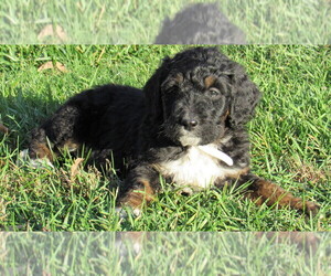 Bernedoodle Puppy for sale in BIG ROCK, IL, USA