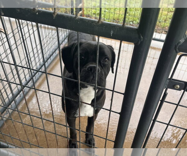 Medium Photo #3 Boxer Puppy For Sale in Austin, TX, USA