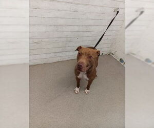 Mutt Dogs for adoption in San Bernardino, CA, USA