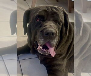 Mutt Dogs for adoption in San Diego, CA, USA