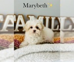 Small Photo #11 Maltipoo Puppy For Sale in MURFREESBORO, TN, USA