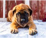 Small Photo #60 Mastiff Puppy For Sale in WAKARUSA, IN, USA