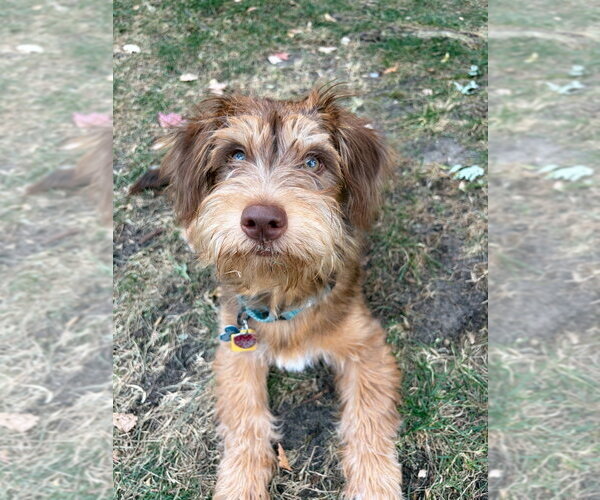 Medium Photo #2 Mutt Puppy For Sale in Andover, MN, USA