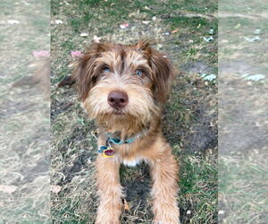 Simba - Male Mutt Dog for Adoption - Photo #2