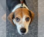 Small #1 Beagle