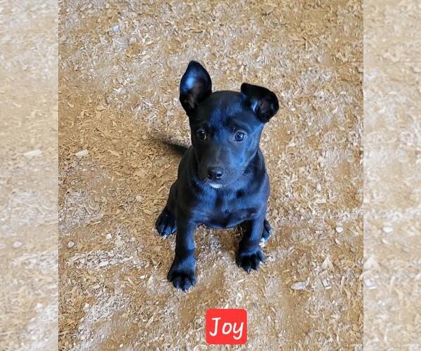 Medium Photo #1 Labrador Retriever-Unknown Mix Puppy For Sale in Granbury, TX, USA
