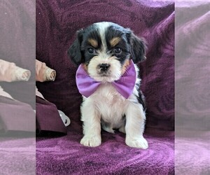 Cava-Tzu Puppy for sale in GLEN ROCK, PA, USA
