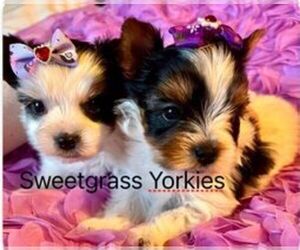 Yorkshire Terrier Puppy for sale in SUMMERVILLE, SC, USA